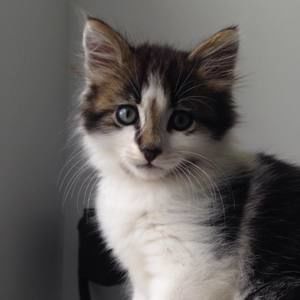 Meet your Posher, Bob